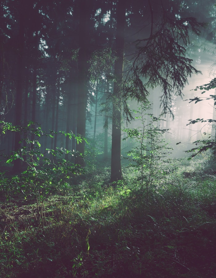 Perućica — one of Europe’s last primeval forests